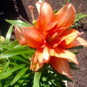 Meet your Posher, Isabella